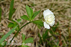 Eisenhutblättriger Hahnenfuss (Ranunculus aconitifolius) (C194176)