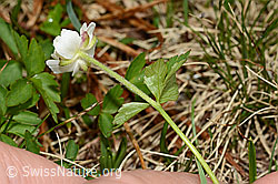 Eisenhutblättriger Hahnenfuss (Ranunculus aconitifolius) (C194198)