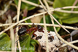 Foto: Grosse Kerbameise (Formica exsecta)