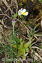 C194260: Alpen-Fettblatt (Pinguicula alpina)