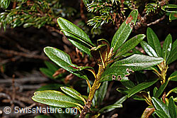 C194295: Rostblättrige Alpenrose (Rhododendron ferrugineum)