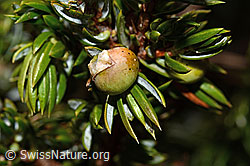 Foto: Alpen-Wacholder (Juniperus communis ssp. saxatilis)
