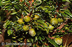 Foto: Alpen-Wacholder (Juniperus communis ssp. saxatilis)