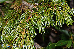 Foto: Alpen-Wacholder (Juniperus communis ssp. saxatilis)