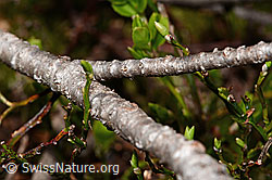 Foto: Alpen-Wacholder (Juniperus communis ssp. saxatilis)