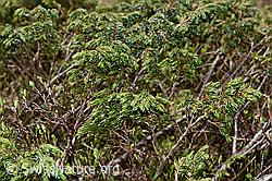 Foto: Alpen-Wacholder (Juniperus communis ssp. saxatilis)