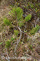 C194305: Bergföhre (Pinus mugo)