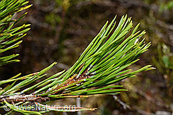 C194306: Bergföhre (Pinus mugo)