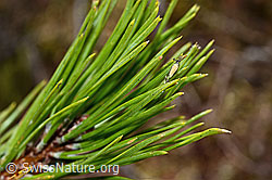 C194308: Bergföhre (Pinus mugo)