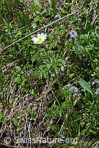C194326: Weisse Alpen-Anemone (Pulsatilla alpina)