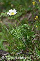 C194327: Weisse Alpen-Anemone (Pulsatilla alpina)
