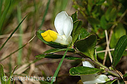 Buchsblättrige Kreuzblume (Polygala Chamaebuxus) (C194336)