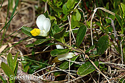 Buchsblättrige Kreuzblume (Polygala Chamaebuxus) (C194338)