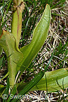 Männliches Knabenkraut (Orchis mascula) (C194351)