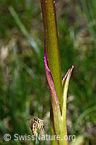 Männliches Knabenkraut (Orchis mascula) (C194353)