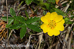 Gold-Fingerkraut (Potentilla aurea) (C194366)