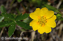 Gold-Fingerkraut (Potentilla aurea) (C194367)