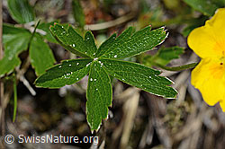 Gold-Fingerkraut (Potentilla aurea) (C194368)