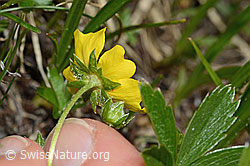 Gold-Fingerkraut (Potentilla aurea) (C194371)