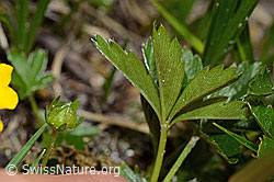 Gold-Fingerkraut (Potentilla aurea) (C194372)