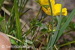 Gold-Fingerkraut (Potentilla aurea) (C194373)