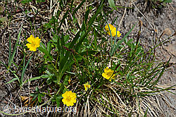 Gold-Fingerkraut (Potentilla aurea) (C194374)