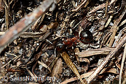 Foto: Grosse Kerbameise (Formica exsecta)