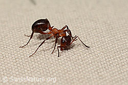 Foto: Grosse Kerbameise (Formica exsecta)