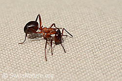 Foto: Grosse Kerbameise (Formica exsecta)