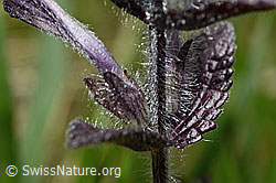 C194412: Alpenhelm (Bartsia alpina)