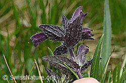 C194414: Alpenhelm (Bartsia alpina)