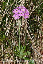 C194449: Mehl-Primel (Primula farinosa)