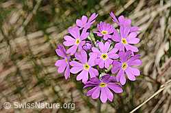 C194451: Mehl-Primel (Primula farinosa)