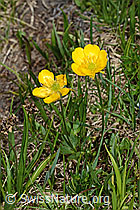 Berg-Hahnenfuss (Ranunculus montanus) (19.06.2021, C194475)