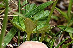 C194480: Berg-Hahnenfuss (Ranunculus montanus)