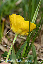 C194481: Berg-Hahnenfuss (Ranunculus montanus)