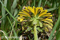 Gewöhnlicher Löwenzahn (Taraxacum officinale) (C194554)