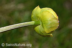 Trollblume (Trollius europaeus) (C194567)