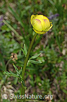 Trollblume (Trollius europaeus) (19.06.2021, C194571)
