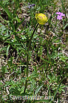 Trollblume (Trollius europaeus) (C194572)