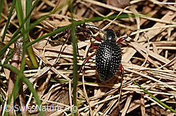 C194576: Schwarzer Rüsselkäfer (Otiorhynchus coecus)