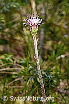 Alpenlattich (Homogyne alpina) (19.06.2021, C194584)