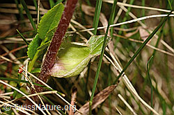C194588: Alpenlattich (Homogyne alpina)