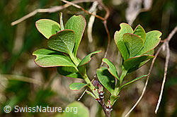 Heidelbeere (Vaccinium myrtillus) (C194595)