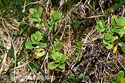 Heidelbeere (Vaccinium myrtillus) (C194596)