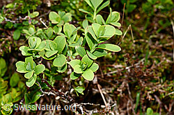 Heidelbeere (Vaccinium myrtillus) (19.06.2021, C194597)