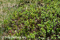 Heidelbeere (Vaccinium myrtillus) (C194598)