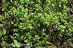 Heidelbeere (Vaccinium myrtillus) (C194599)