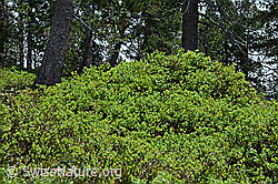 Heidelbeere (Vaccinium myrtillus) (C194600)