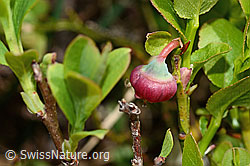 Heidelbeere (Vaccinium myrtillus) (19.06.2021, C194602)
